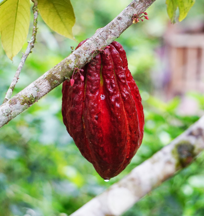 Guatemala CEREMONIAL GRADE COLD-PRESSED CACAO (400g)